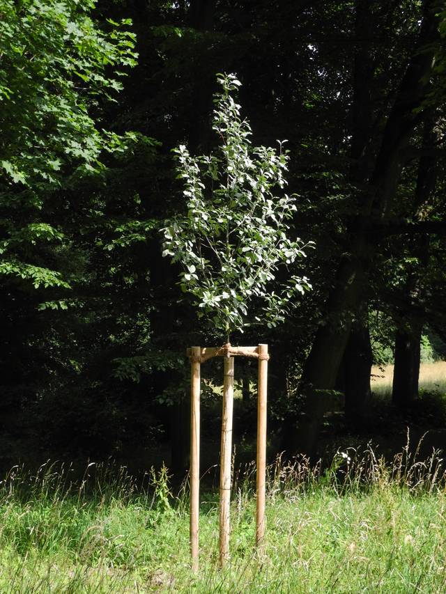 Jeune aulne de Corse récemmment planté