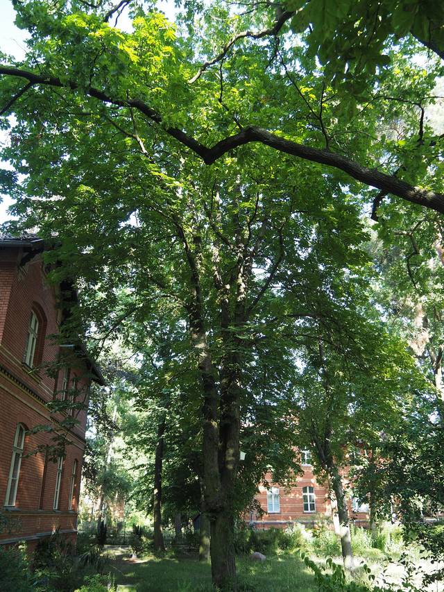 Carya cordiformis, noyer des marais