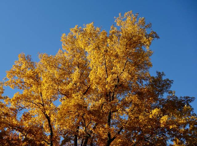 Carya cordiformis (noyer des marais) en automne