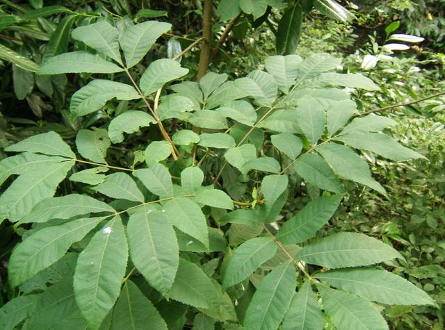 Carya cordiformis, noyer des marais : feuillage