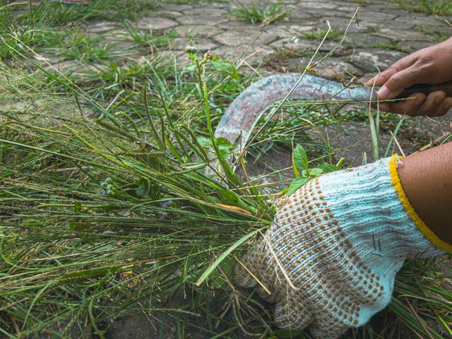 Utilisation d'une faucille au jardin