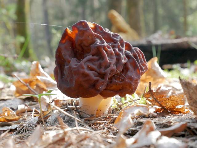 Gyromitre, Gyromitra esculenta