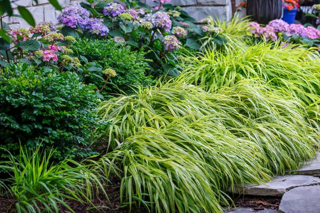 Hakonechloa retombants et hortensias en arrière-pla
