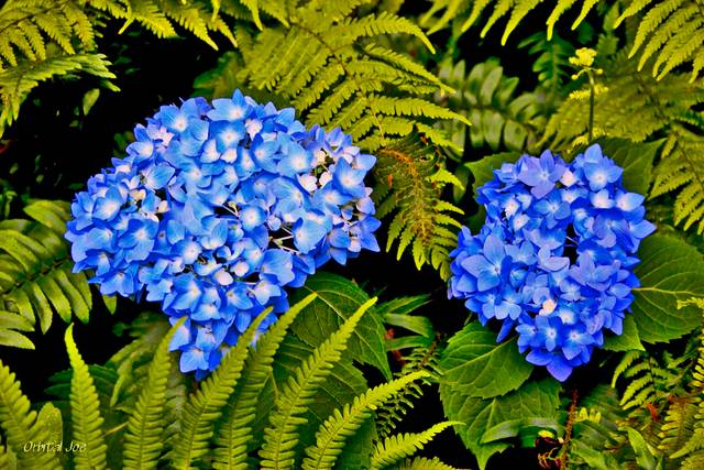 Association hydrangea - fougères