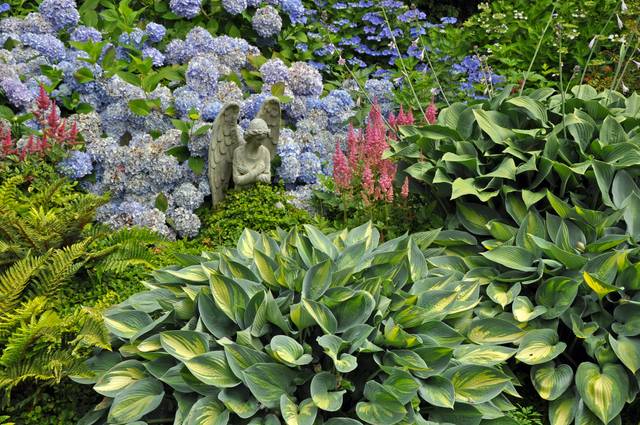 Hydrangeas et hostas (+ fougères et astilbes, en rose)