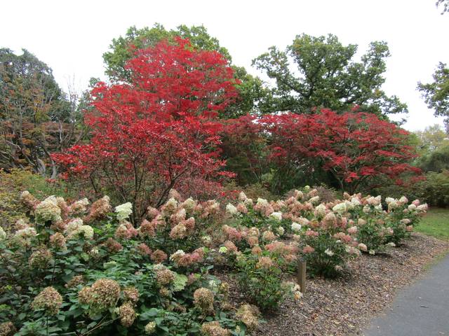 Hydrangeas paniculata et Acer palmatum (érables du Japon) en automne