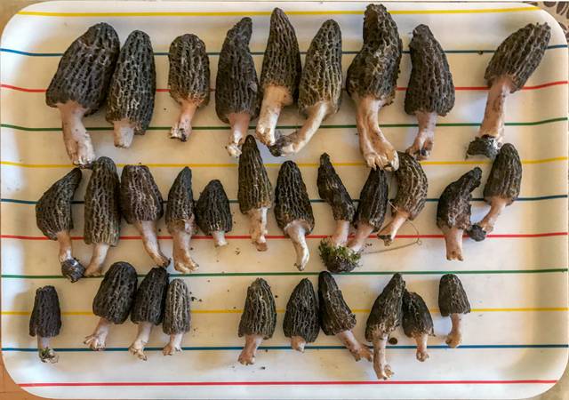 Morchella elata, morille noire : récolte