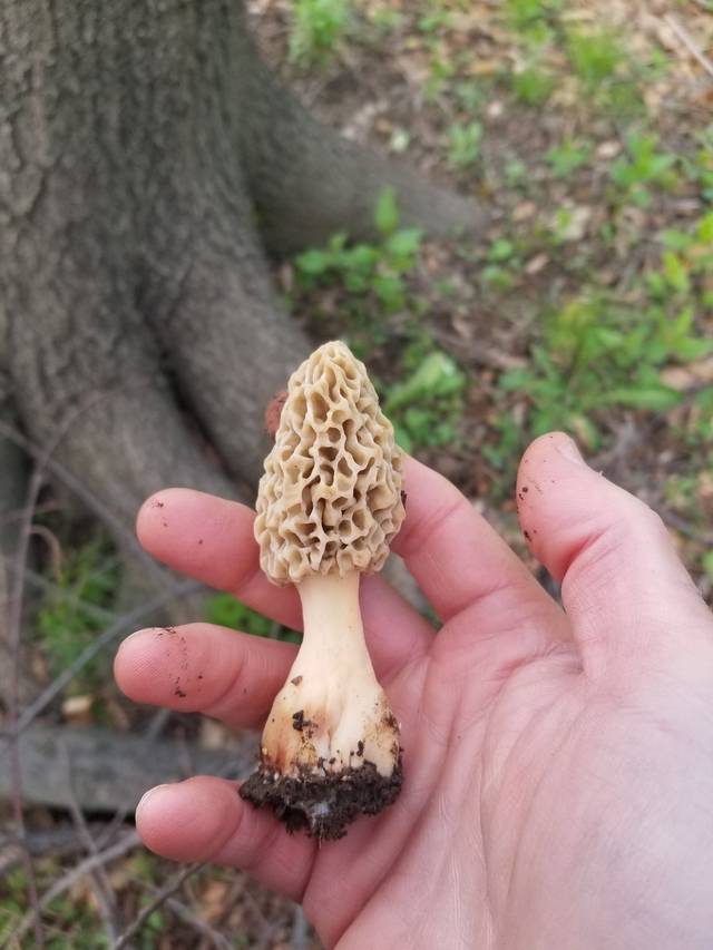 Morille blonde, Morchella esculenta, tout juste cueillie