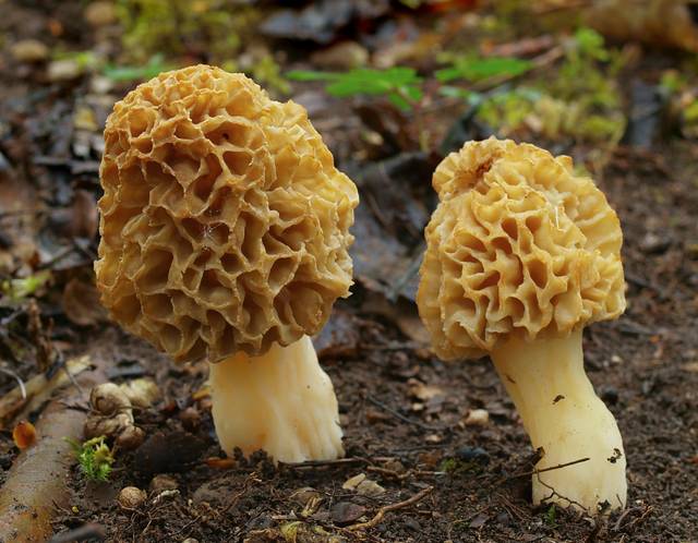 Morchella esculenta, morille blonde