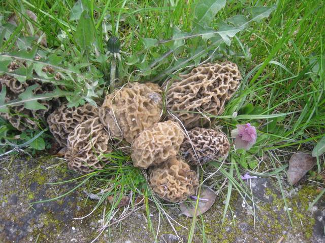 Morilles blondes entre un pissenlit et une dalle