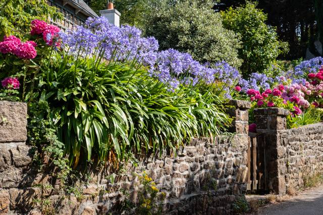Association typiquement bretonne : hortensias et agapanthes !
