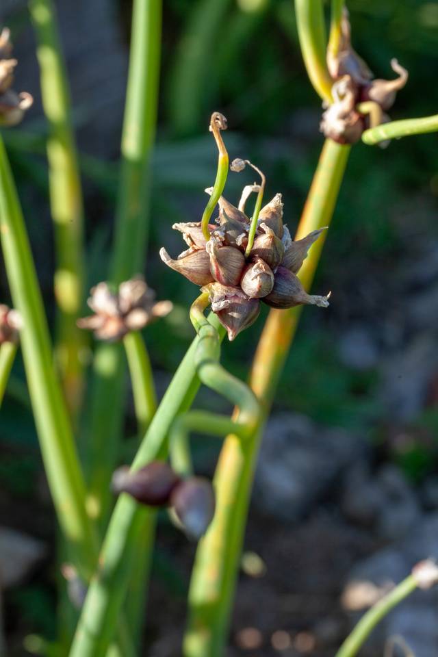 Oignons rocambole, d'Egypte ou de Catawissa