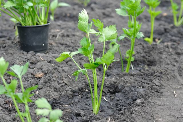 Semis de céleri au potager