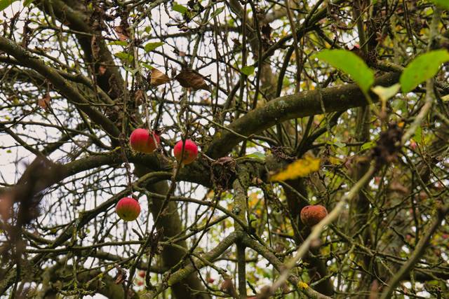 Pommes sur les branches d'un vieux pommier à restaurer