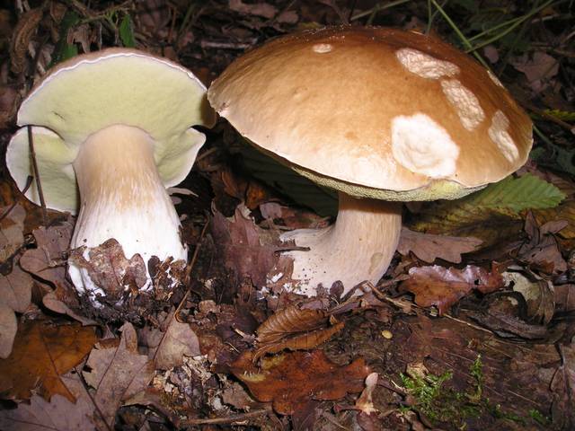 Cèpes de bordeaux