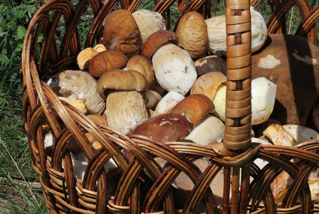 Cueillette de cèpes de Bordeaux