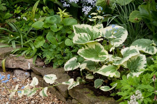 Brunnera macrophylla Dawson's White