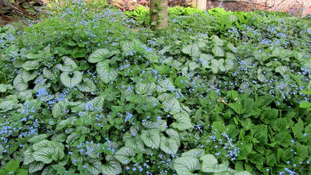 Myosotis du Caucase en couvre-sol au pied d'un arbre (Brunnera macrophylla 'Jack Frost' et Pachysandra procumbens)