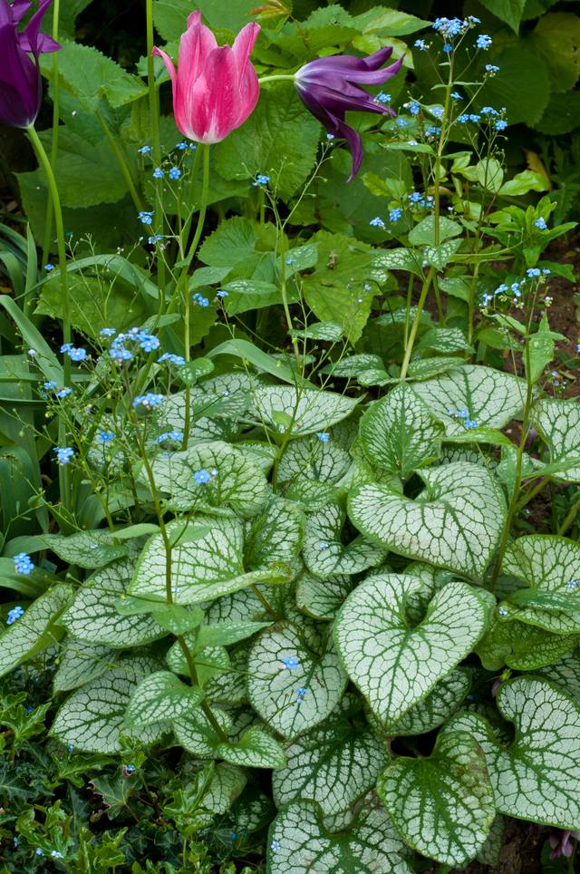 Brunnera macrophylla 'Jack Frost' et tulipes (bulbes de printemps)