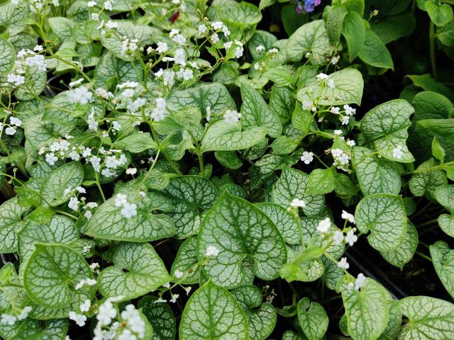 Brunnera macrophylla 'Mr Morse'