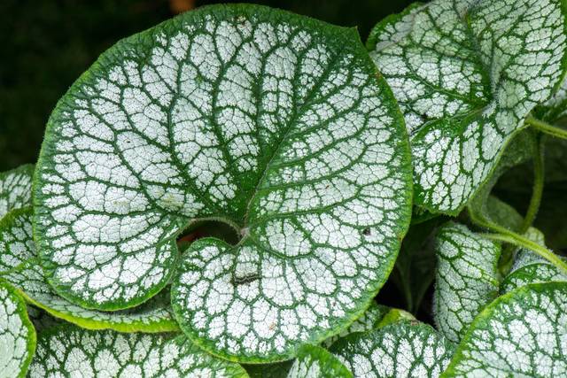 Brunnera macrophylla 'Sea Heart' (feuillage)