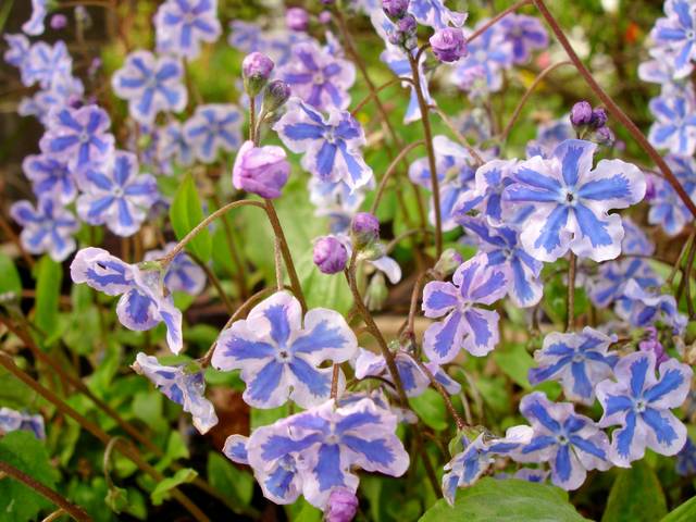 Fleurs bicolores du Buglosse de Sibérie 'Starry Eyes'
