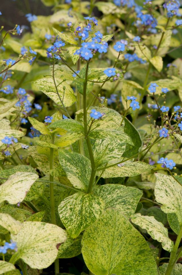 Brunnera macrophylla 'Yellow Spring'