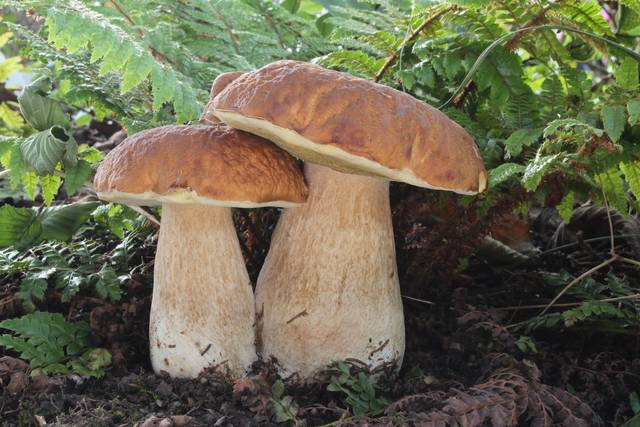 Cèpes de Bordeaux, Boletus edulis