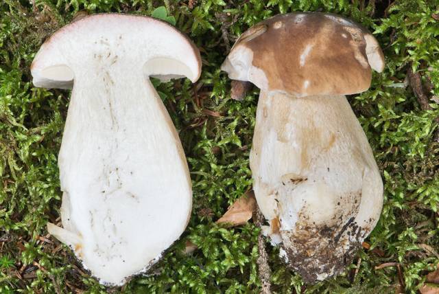 Cèpe de Bordeaux, Boletus edulis, coupe