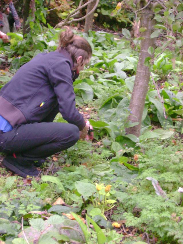 Cueillette de consoude dans les bois