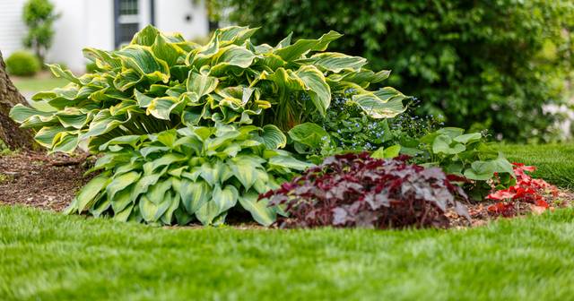 Hostas, heuchères et myosotis du Caucase en massif