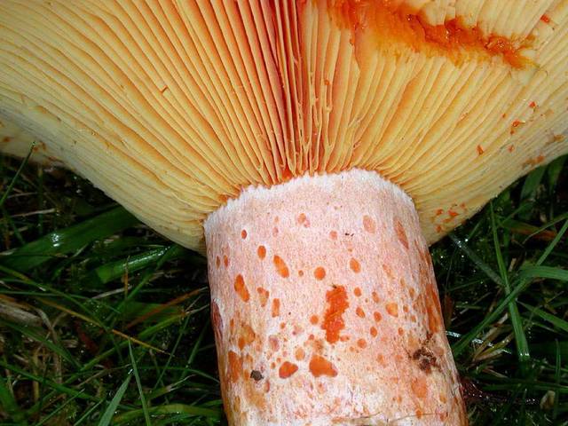 Lactarius deliciosus, lactaire délicieux