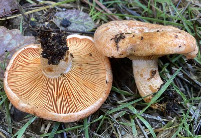 Lactaire délicieux, Lactarius deliciosus