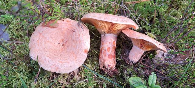 Lactarius deliciosus, lactaire délicieux