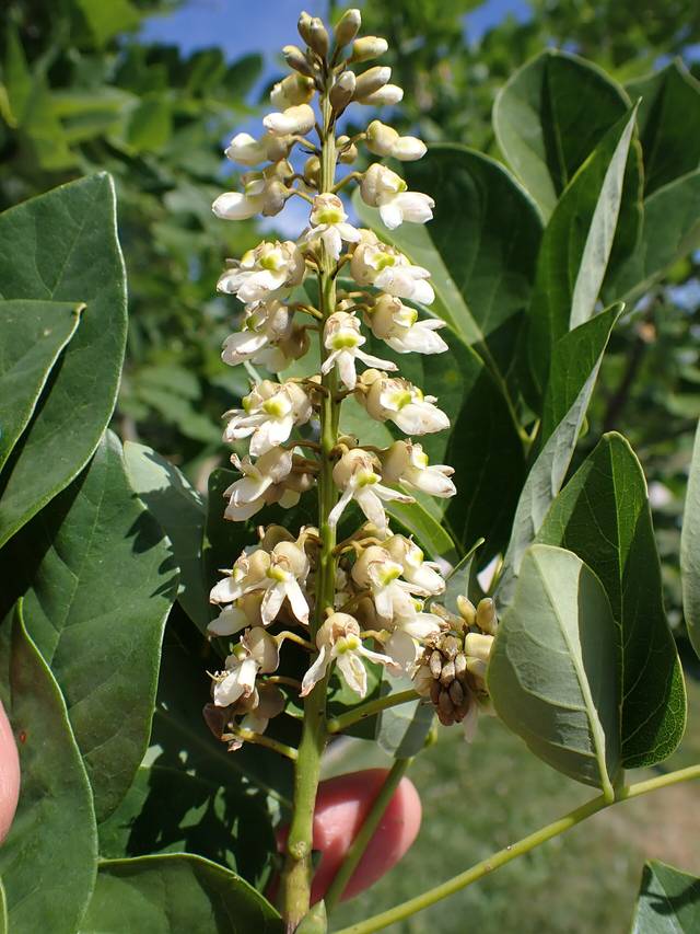 Maackia de l'amour : fleurs