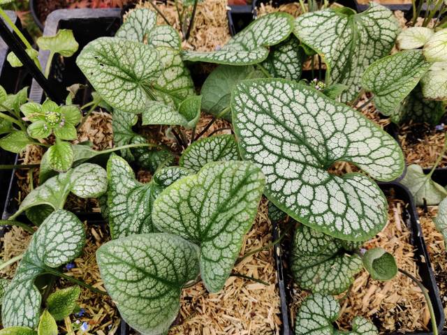 Brunnera macrophylla 'Silver Star' (godets)