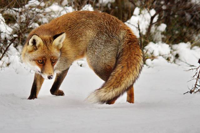 Renard roux en hiver