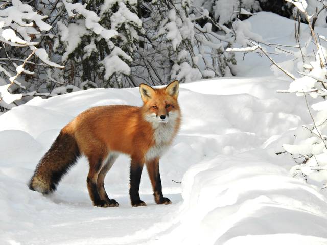 Renard roux en hiver (Vulpes vulpes)
