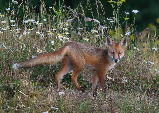 Le renard roux