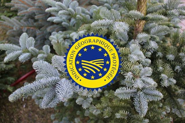 Sapin de Noël IGP (Abies nobilis)
