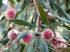 Fête de l'Hiver - Journées Portes Ouvertes au Domaine du Rayol