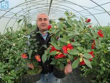 Le camélia,histoire d'une passion nantaise, par Stéphane Lehuédé