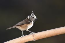 Initiation aux chants des oiseaux des villes, des parcs et des jardins.