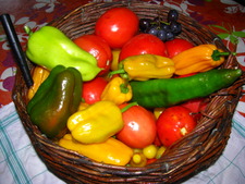 Stage potager au Chateau de la Roche Jagu