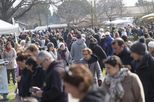 Le printemps des plantes
