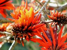 Fête du printemps au Domaine du Rayol