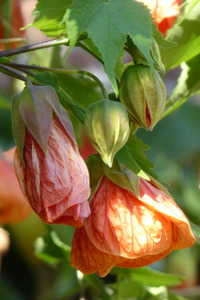 Les Journées des Plantes Saint Antoine Lanrivain