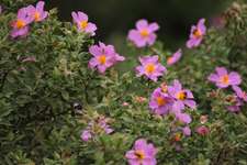 Visite thématique : Découverte des cistes