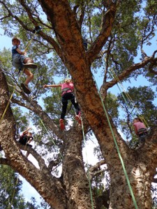 Grimpez dans les arbres - Activités familles