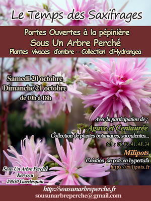 Le Temps des Saxifrages